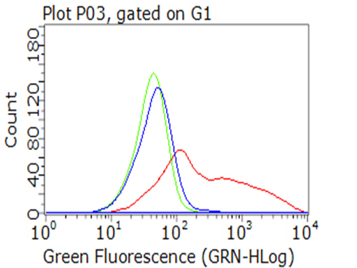 HEK293T cells transfected with either CAT (Myc-DDK-tagged) overexpress plasmid (Red)
