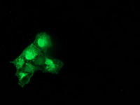 m03123 1 anti catalase cat mouse monoclonal antibody clone id oti1b8 if testing 17