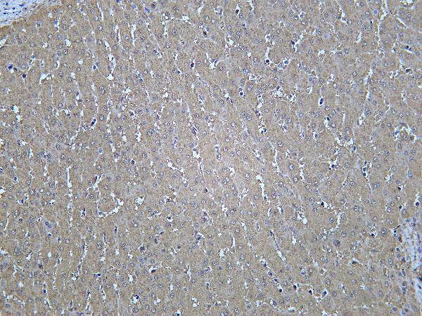 Human liver was stained with Anti-Catalase rabbit antibody