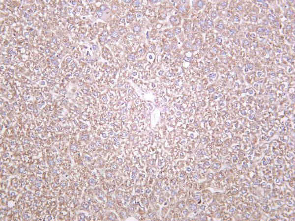 Mouse liver was stained with anti-Catalase rabbit antibody