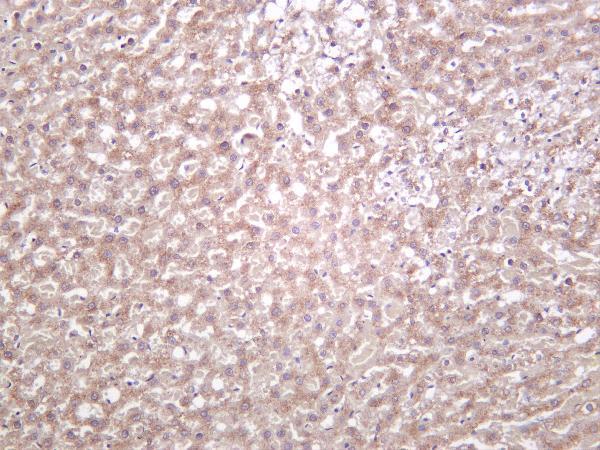 Rat liver was stained with anti-Catalase rabbit antibody