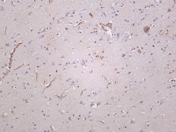 m03123 3 cat primary antibodies ihc testing 4