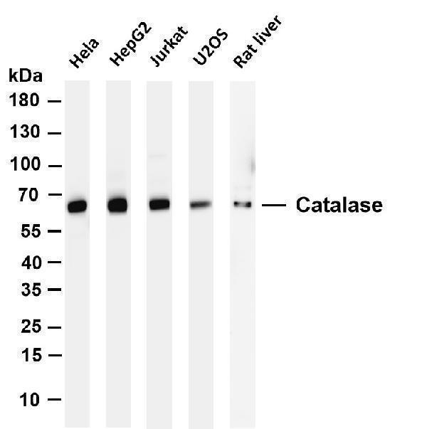 m03123 3 cat primary antibodies wb testing 1