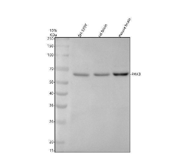 m03124 pak3 primary antibodies wb testing 1