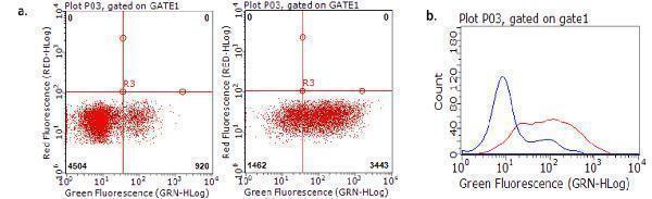Flow cytometric analysis of TNFRSF18 expression on living stimulated human peripheral blood mononuclear cells (PBMCs)