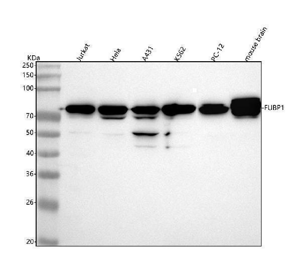 m03126 fubp1 primary antibodies wb testing 1