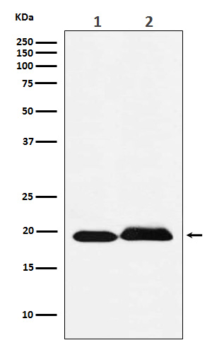 Western blot analysis of SRSF3 expression in (1) Jurkat cell lysate; (2) Rat brain lysate