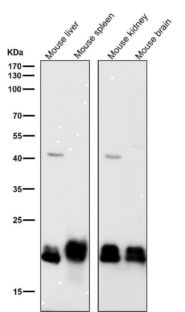 All lanes use the Antibody at 1:2K dilution for 1 hour at room temperature
