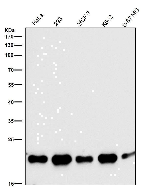 All lanes use the Antibody at 1:2K dilution for 1 hour at room temperature