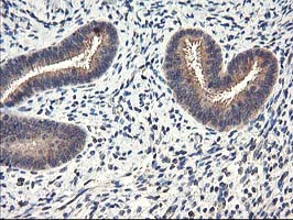 m03128 anti cytochrome p450 2j2 cyp2j2 mouse monoclonal antibody clone id oti5c5 ihc testing 4