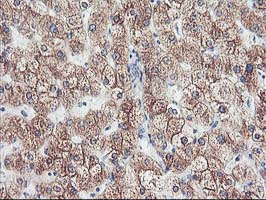 m03128 anti cytochrome p450 2j2 cyp2j2 mouse monoclonal antibody clone id oti5c5 ihc testing 6