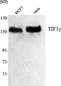 m03133 1 trim33 primary antibodies wb testing 2