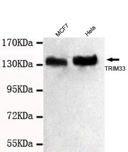 Western blot detection of TRIM33 (C-terminus) antibody in MCF7&HelaNE cells lysates using TRIM33 (C-terminus) antibody (1:1000 diluted) 
