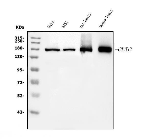 m03134 2 cltc primary antibodies wb testing 1