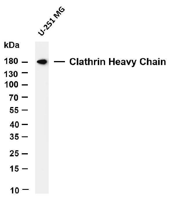 m03134 4 ctlc primary antibodies wb testing 4