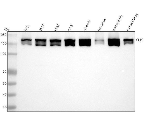  Western blot analysis of CLTC using anti-CLTC antibody (M03134)