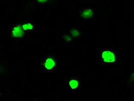 m03135 1 anti rhogdi arhgdia mouse monoclonal antibody clone id oti1a7 if testing 6