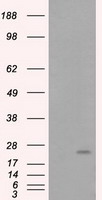 m03135 1 anti rhogdi arhgdia mouse monoclonal antibody clone id oti1a7 wb testing 1