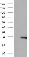 m03135 anti rhogdi arhgdia mouse monoclonal antibody clone id oti1f2 wb testing 1