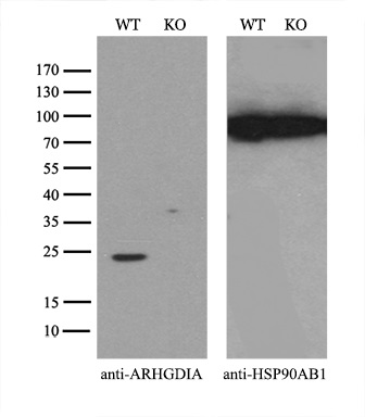 m03135 anti rhogdi arhgdia mouse monoclonal antibody clone id oti1f2 wb testing 3