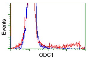 HEK293T cells transfected with either ODC1 (Myc-DDK-tagged) overexpress plasmid (Red) or empty vector control plasmid (Blue) were immunostained by anti-ODC1 antibody (M03138-1)