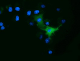 m03138 1 anti ornithine decarboxylase odc1 mouse monoclonal antibody clone id oti1g6 if testing 5