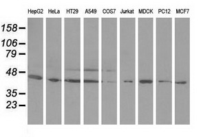Western blot analysis of extracts (35ug) from 9 different cell lines by using anti-ODC1 monoclonal antibody