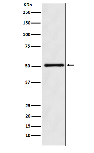 Western blot analysis of ODC1 expression in K562 cell lysate