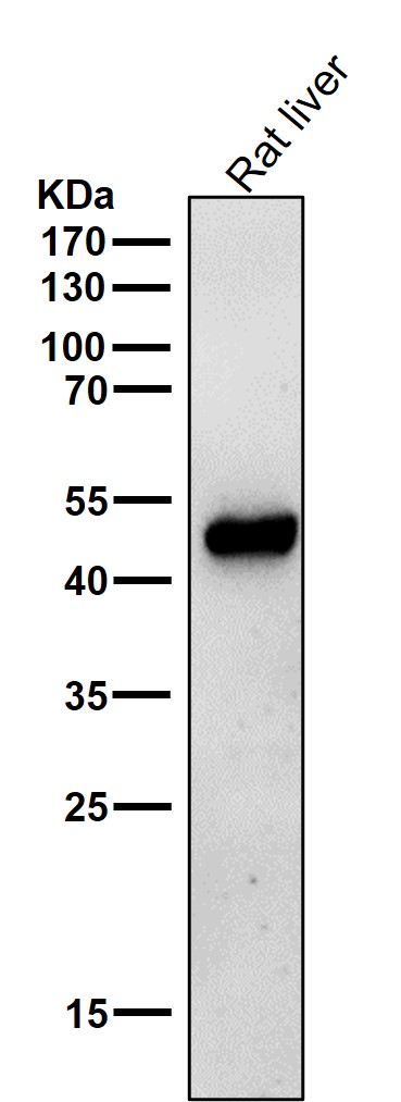 All lanes use the Antibody at 1:2K dilution for 1 hour at room temperature