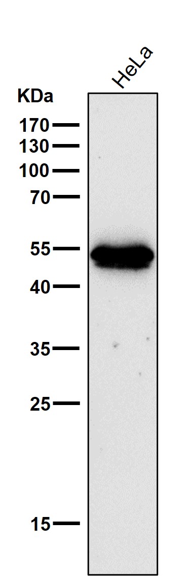 All lanes use the Antibody at 1:2K dilution for 1 hour at room temperature
