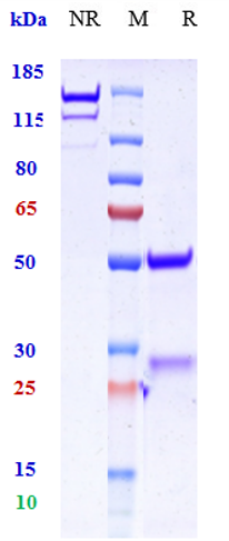 Anti-GAD65 Reference Antibody (U