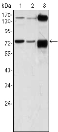 Western Blot analysis using PMR1 Monoclonal Antibody against A431 (1), HeLa (2) and HEK293 (3) cell lysate