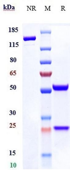 Anti-BTLA/CD272 Reference Antibody (Tifcemalimab) on SDS-PAGE under reducing (R) condition