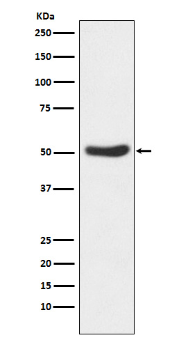 m03152 1 wb