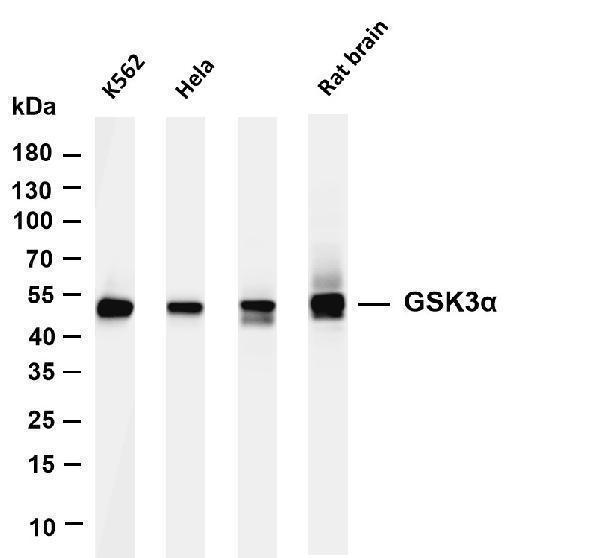 m03152 2 gsk3a primary antibodies wb testing 1
