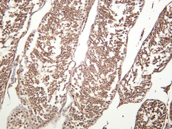 Mouse testis was stained with anti-GSK3 α/β rabbit antibody