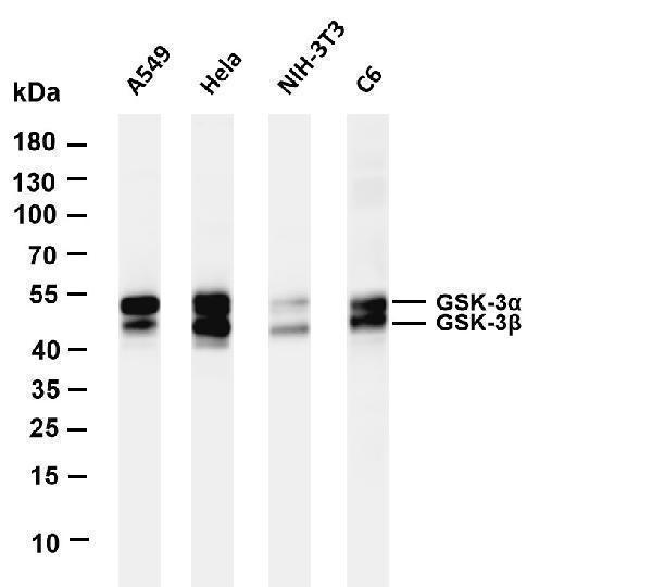 Various whole cell lysates were separated by 4-20% SDS-PAGE, and the membrane was blotted with anti-GSK3 α/β antibody