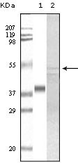 m03152 gsk3a primary antibodies wb testing 2