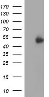 m03158 anti ifngr2 mouse monoclonal antibody clone id oti1c2 wb testing 1