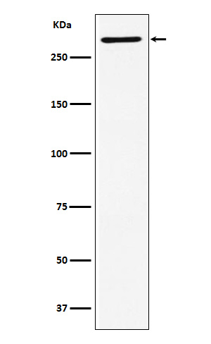 Western blot analysis of EDD expression in SH-SY5Y cell lysate