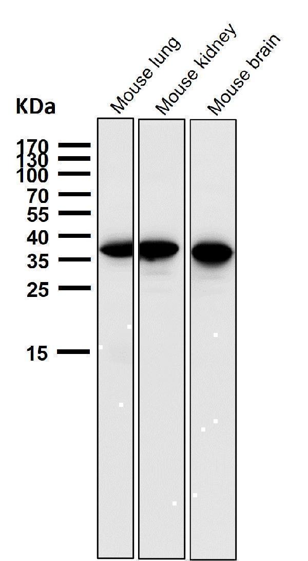 m03161 wb7