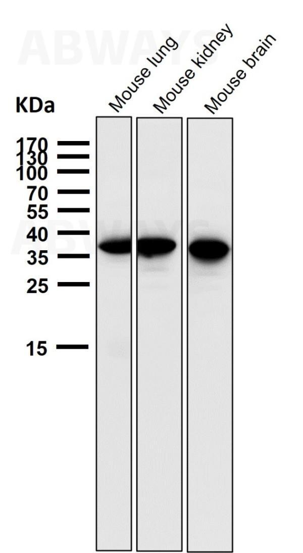 m03161 wb7_1