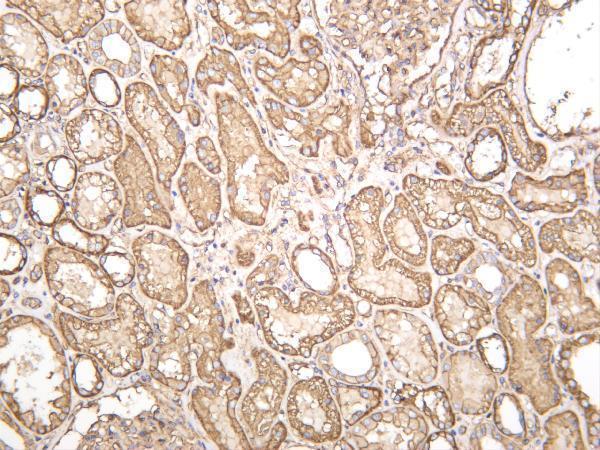 Human kidney was stained with anti-SPTBN1 rabbit antibody