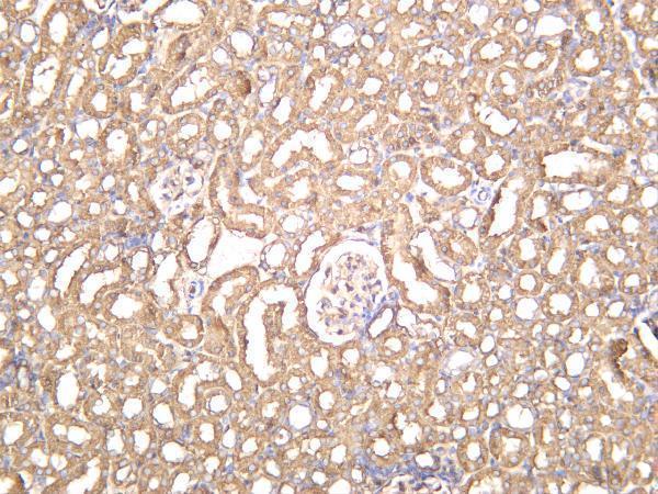Rat kidney was stained with anti-SPTBN1 rabbit antibody