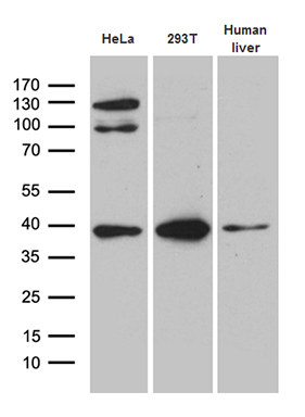 m03166 1 anti tomm40 mouse monoclonal antibody clone id oti9a3 wb testing 1