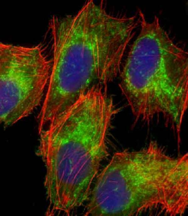 m03166 anti tomm40 antibody n term if testing 1