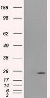 m03169 anti psmd10 mouse monoclonal antibody clone id oti3f6 wb testing 1