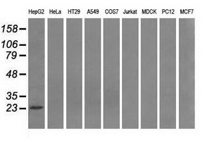 m03169 anti psmd10 mouse monoclonal antibody clone id oti3f6 wb testing 2