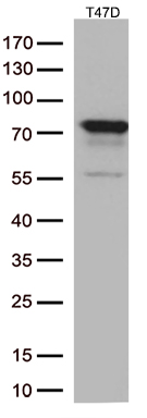 Western blot analysis of extracts (35ug) from 1 cell lines lysates by using anti-PDZK1 monoclonal antibody (1:250)