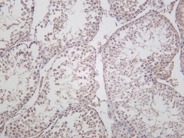 Mouse testis was stained with Anti-Fibrillarin rabbit antibody